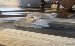 British Longhair cats for sale: British long hair  - Image 1