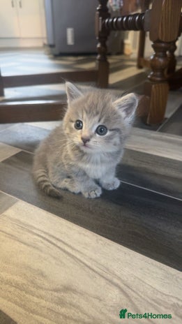 British Longhair cats - Advert 3