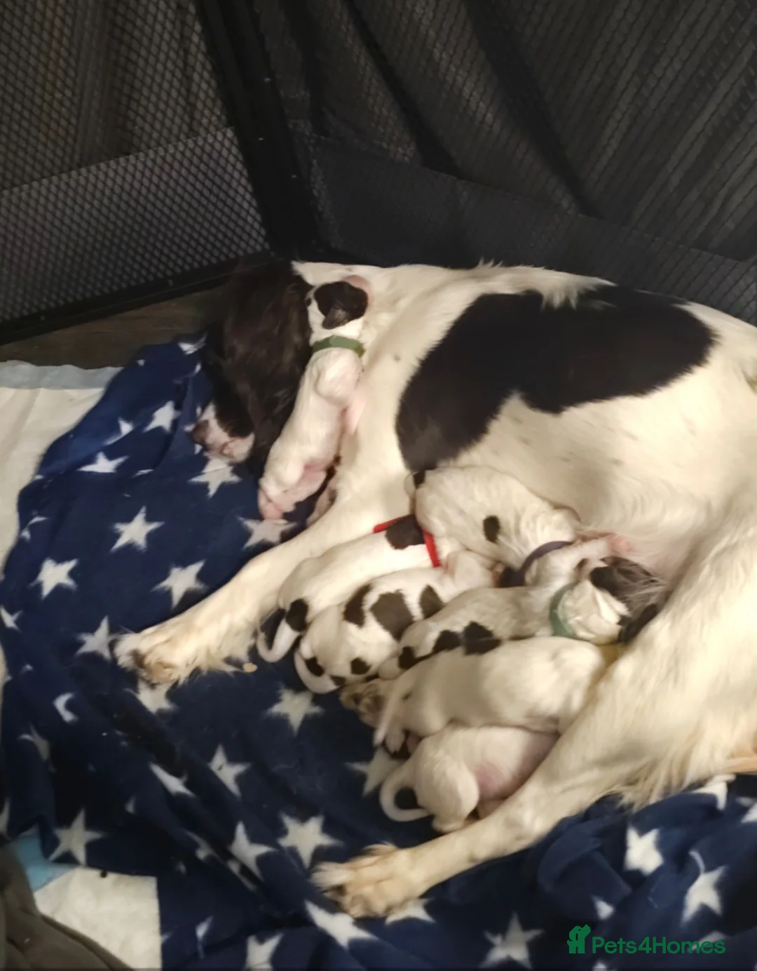 English Springer Spaniel dogs for sale: Gorgeous springer boy pup - Advert 2