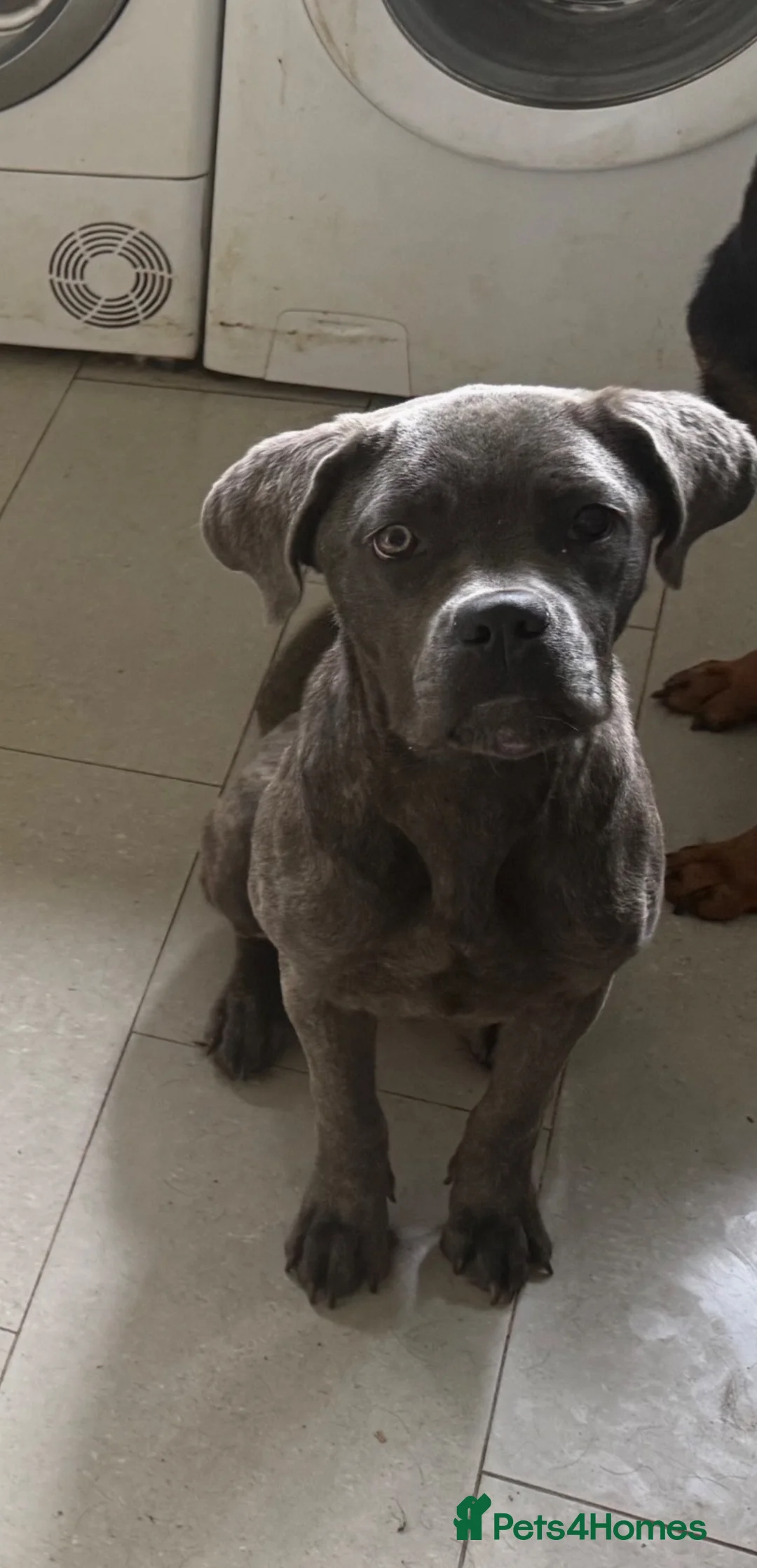 Cane Corso dogs for sale: Cane corso - Advert 1