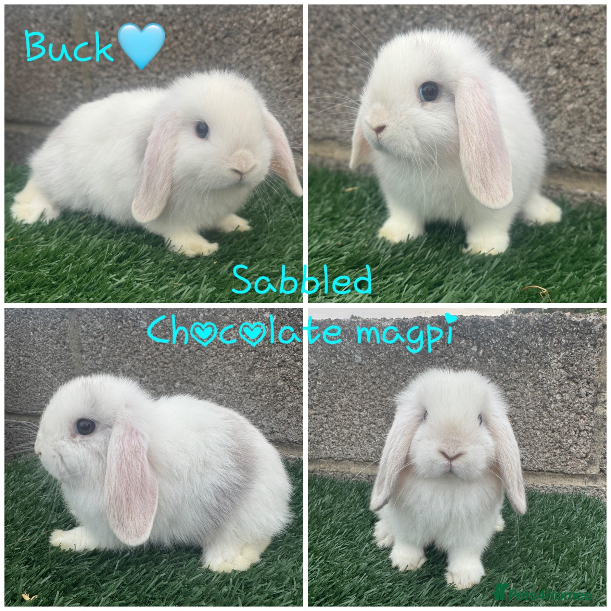 Mini Lop rabbits Pure breed mini lop  - Advert 2