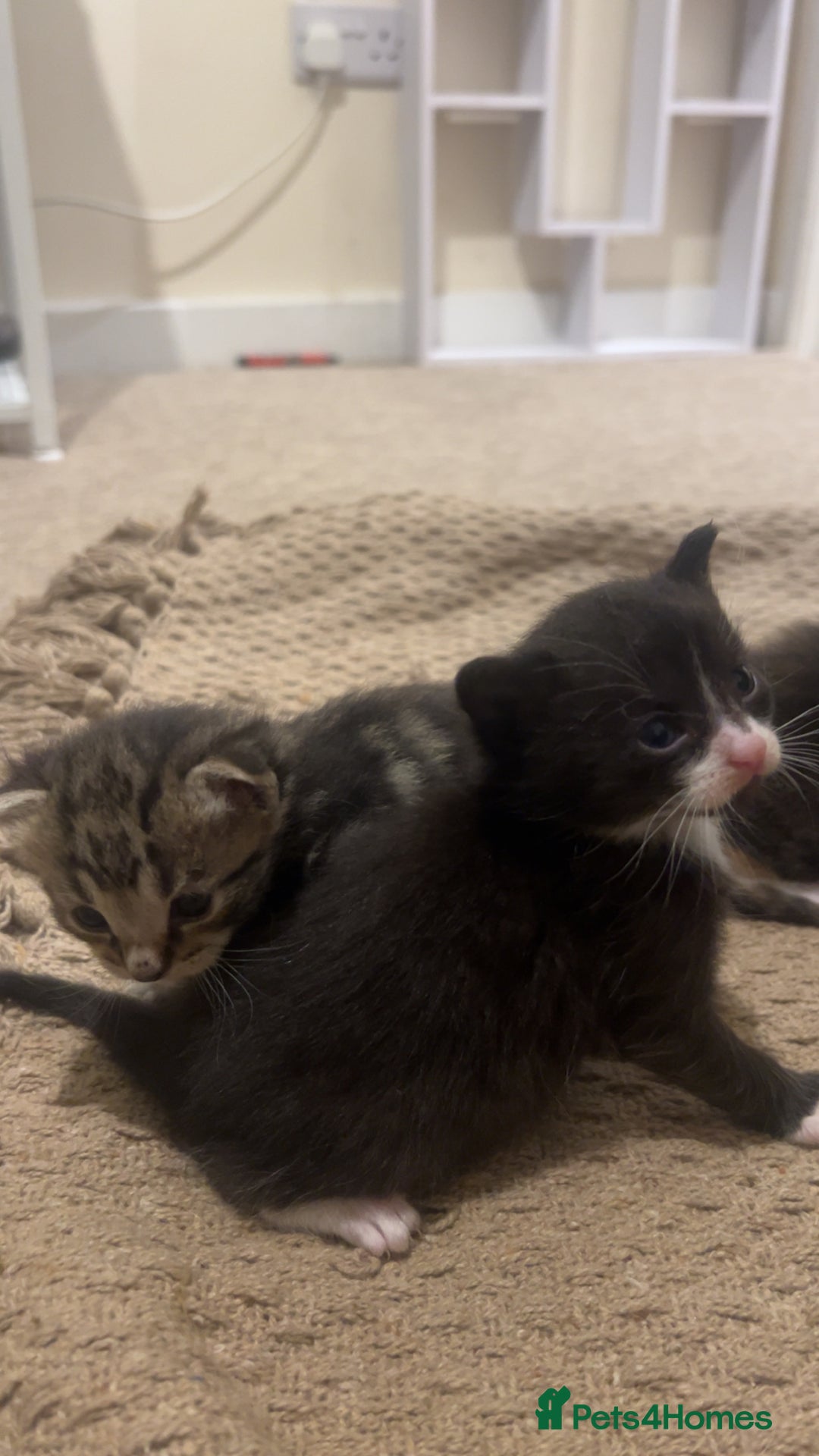 Mixed Breed cats for sale: 2 beautiful kittens - Image 13