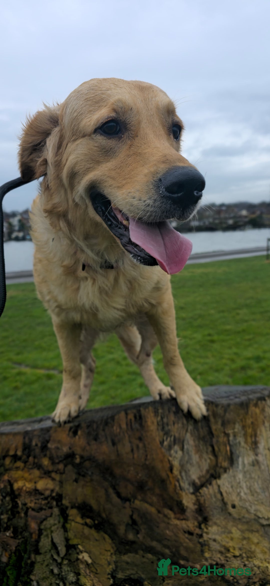 Golden Retriever dogs for sale: Rehoming our beautiful golden retriever Gwendolyn  - Image 2
