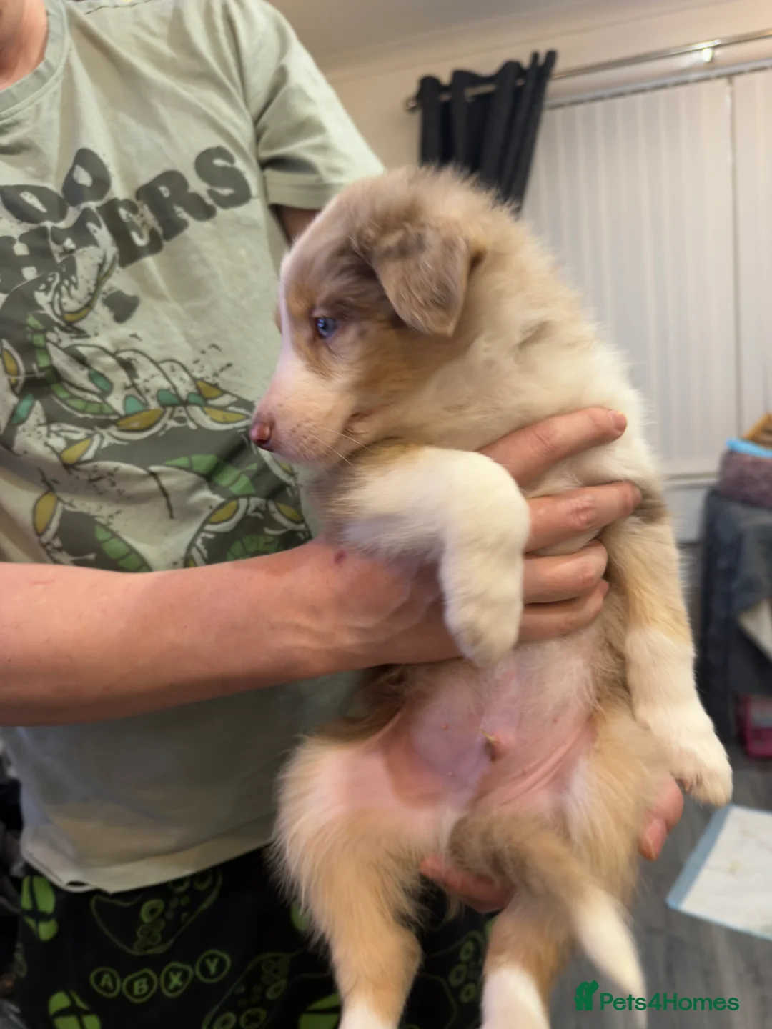 Mixed Breed dogs for sale: Stunning Border Collie Cross Puppies Family Raised - Advert 29
