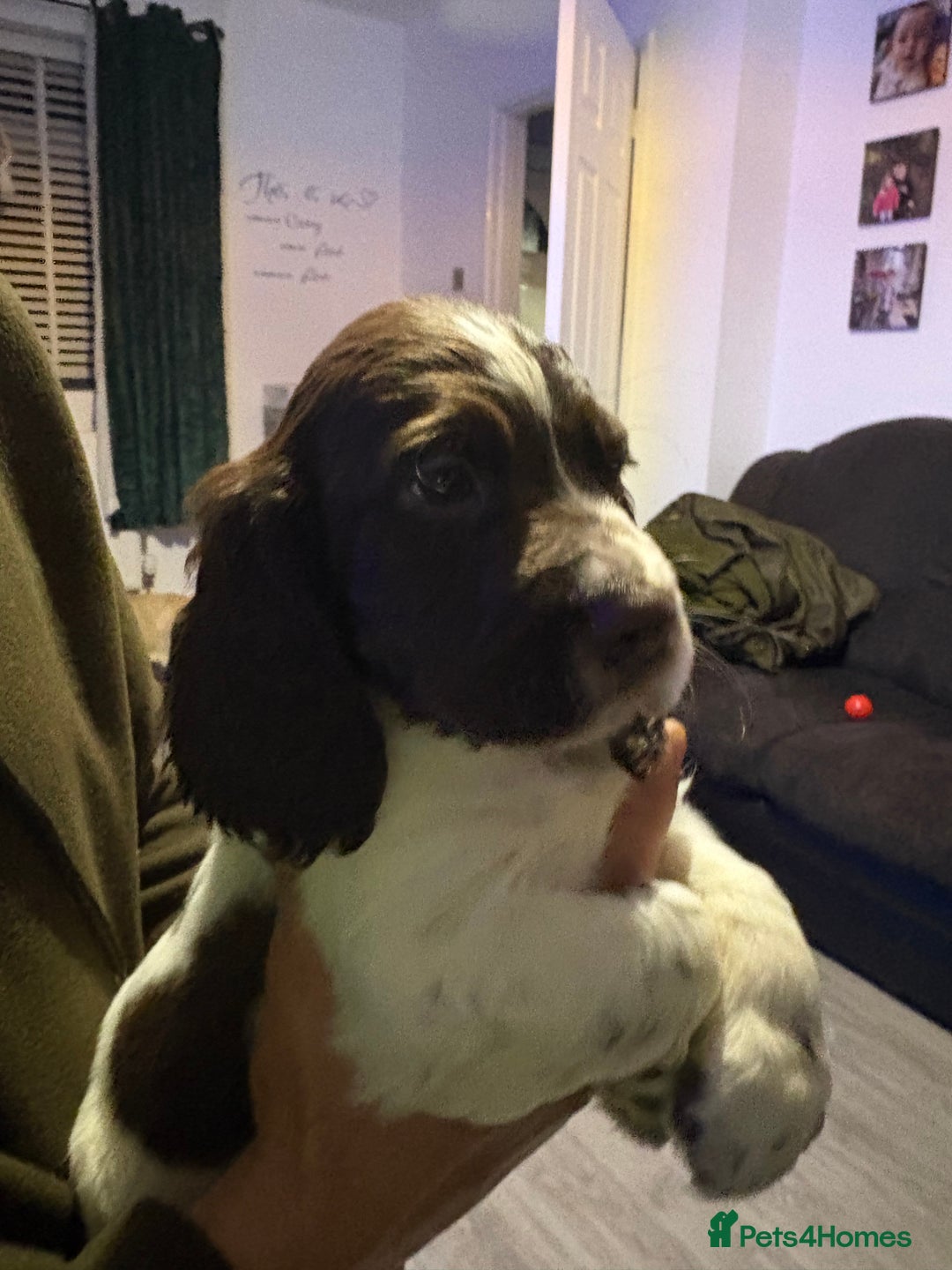 Cockerdor dogs for sale: Cockerdors  - Advert 18