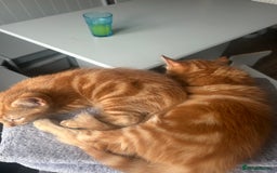 British Longhair cats for sale: Cute ginger male kitten - Image 7