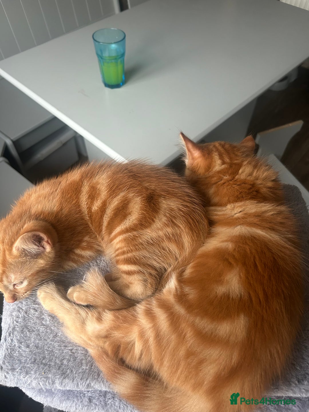 British Longhair cats for sale: Cute ginger male kitten - Image 7