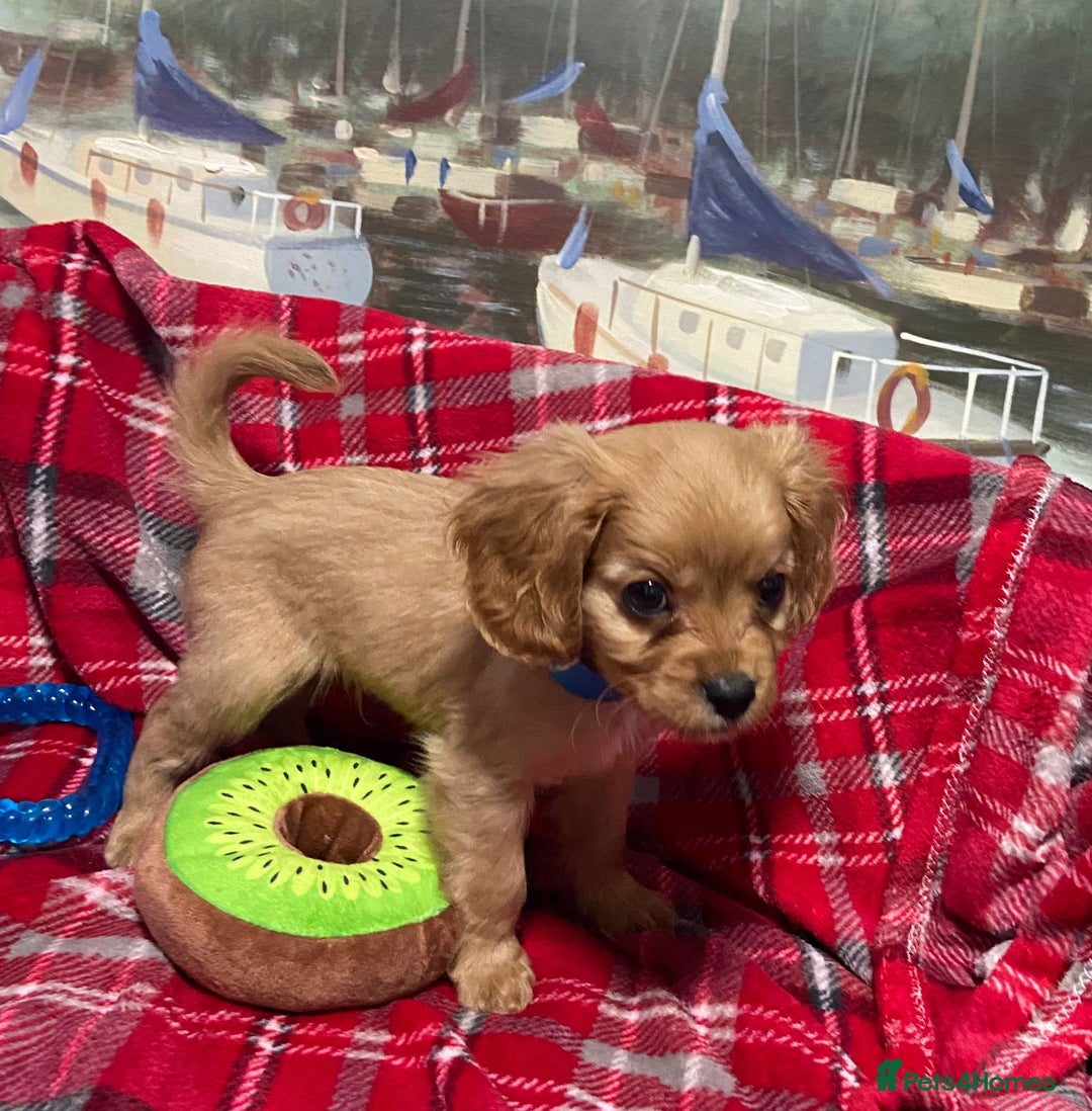 Cavachon dogs for sale: 6 beautiful cavachon puppies for sale - Advert 12