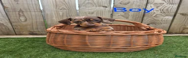 Miniature Dachshund Puppy 3