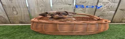 Miniature Dachshund dogs for sale: Adorable Miniature Dachshund Puppies for Sale - Advert 12