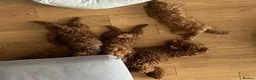 Toy Poodle dogs for sale: 4 Tiny toy Poodle puppies for sale - Advert 2