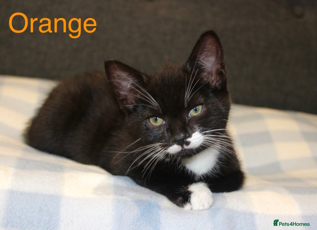 Domestic Shorthair cats for sale: Gorgeous Black/White Domestic Shorthairs Available - Image 6