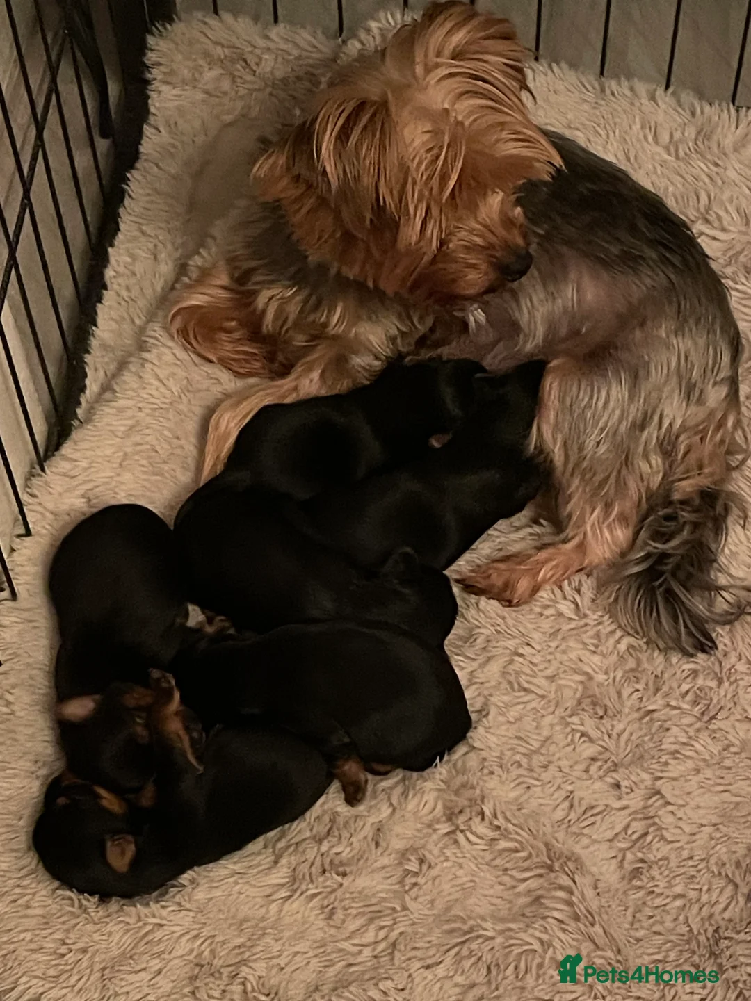 Yorkshire Terrier dogs for sale: PEDIGREE MINATURE YORKSHIRE TERRIER PUPS  - Advert 8