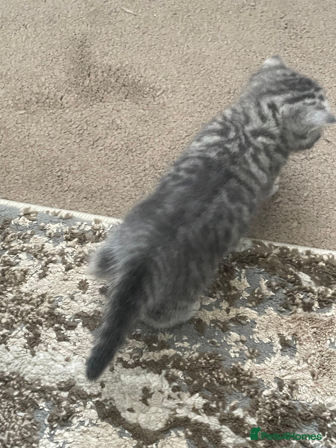 British Shorthair cats for sale: Stunning Silvers - Image 5