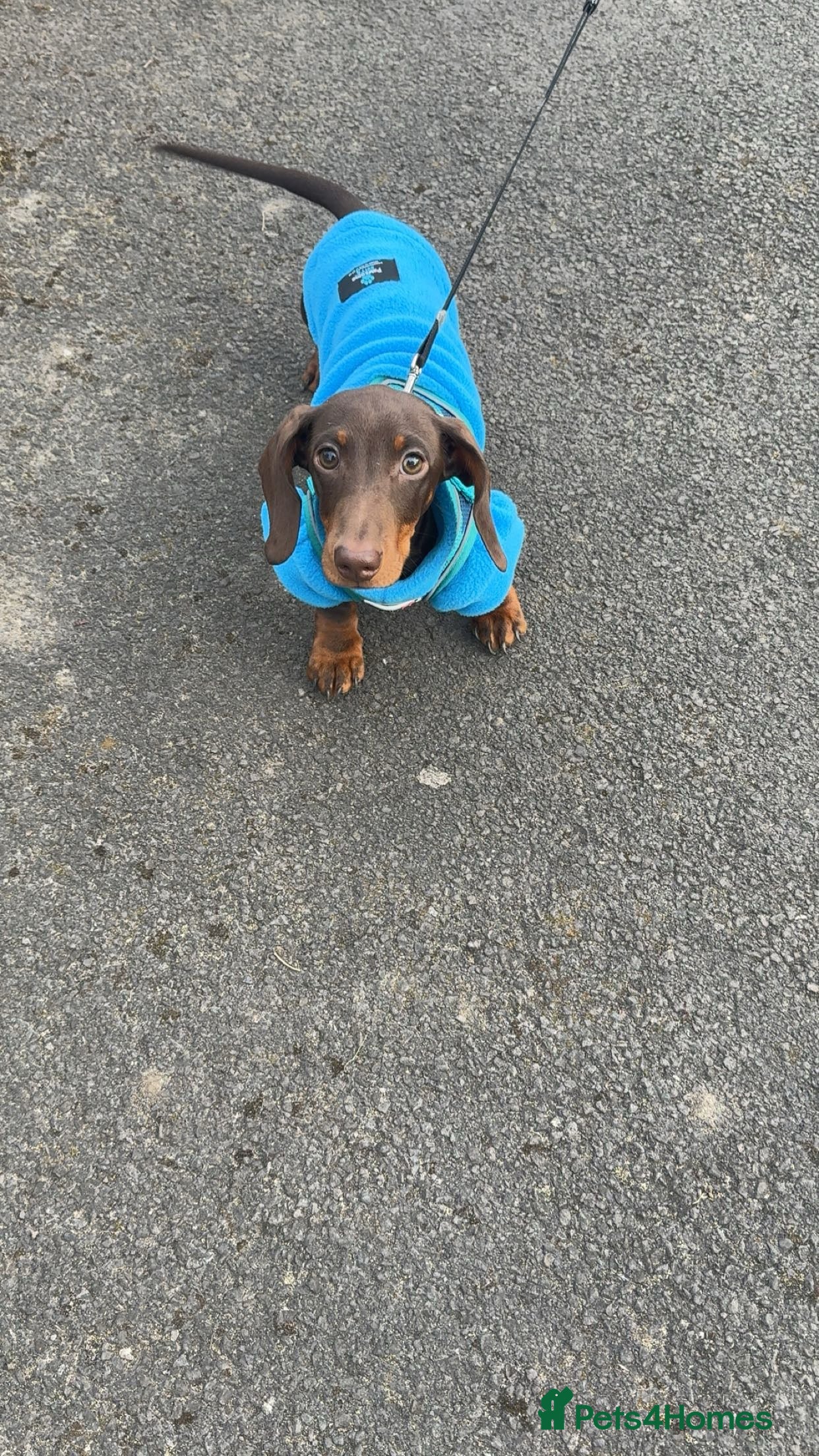 Dachshund dogs Chocolate tri dachshund  - Advert 10