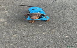 Dachshund dogs for sale: Chocolate tri dachshund  - Advert 1