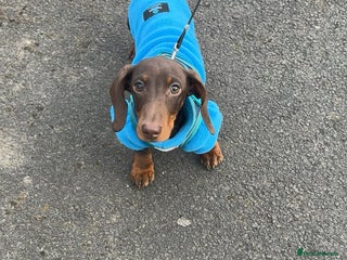 Dachshund dogs Chocolate tri dachshund - Advert 1