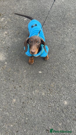 Dachshund dogs Chocolate tri dachshund - Advert 4