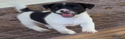 Jack Russell dogs for sale: Jack Russell  - Advert 5
