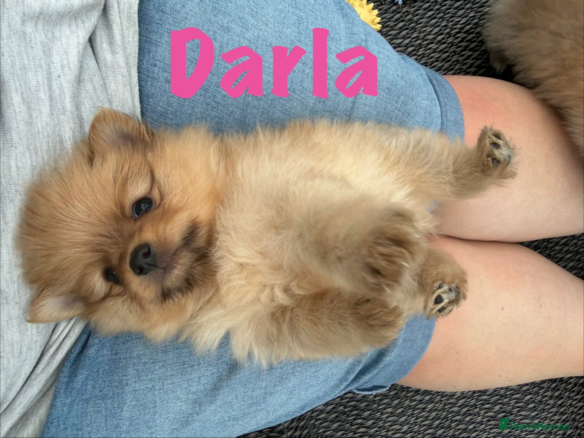 Pomeranian dogs for sale: Pomeranian Puppies Available To Reserve Now in Manchester - Advert 25