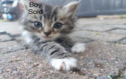 Ragdoll cats for sale: Persian ragdoll - Image 16