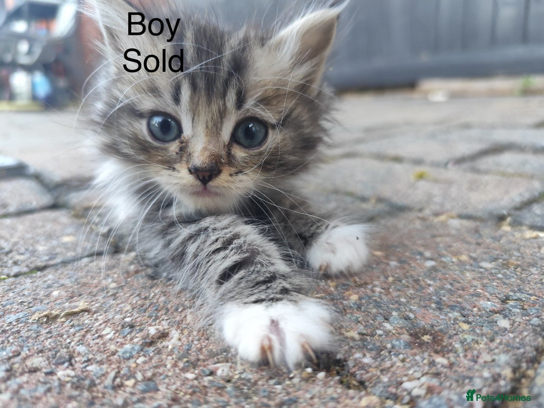 Ragdoll cats for sale: Persian ragdoll - Image 16