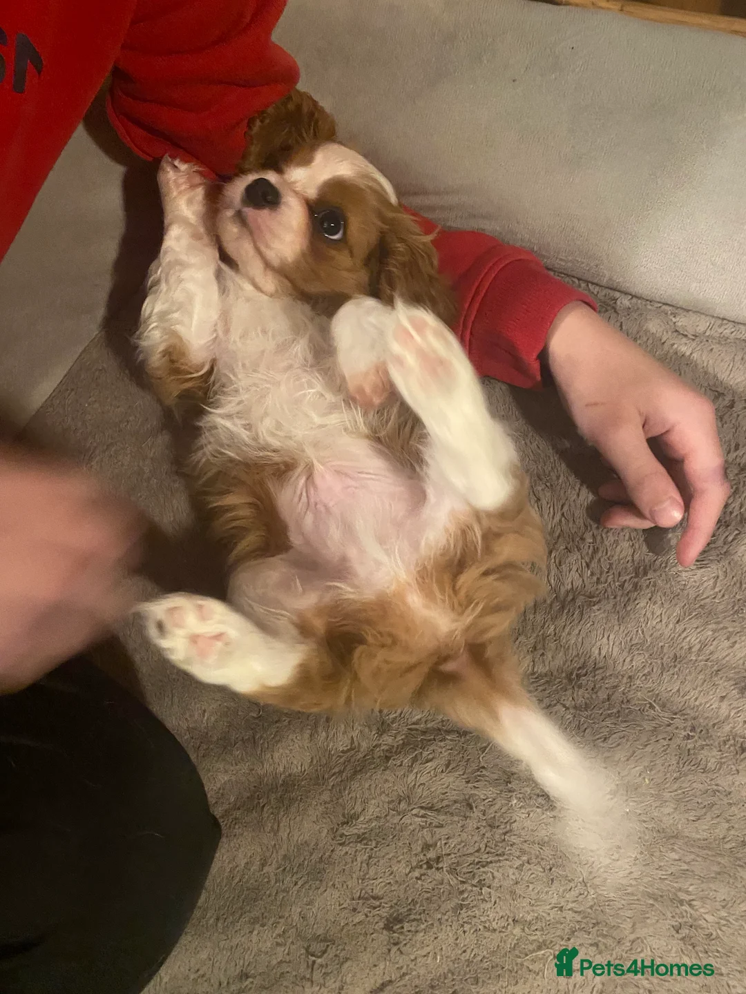 Cavalier King Charles Spaniel dogs for sale: Cavalier King Charles Spaniel boy - Advert 2