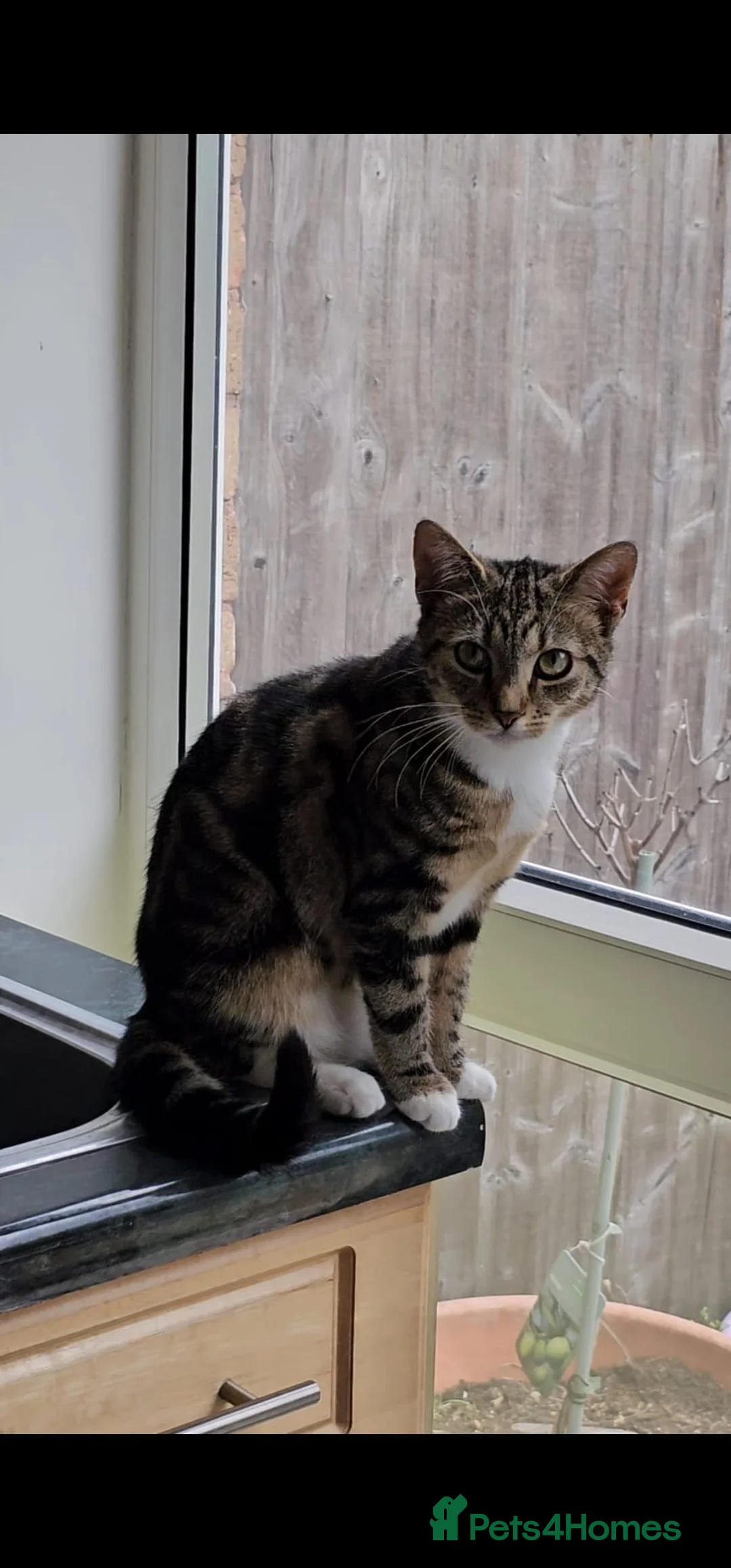 Domestic Shorthair cats for sale: Beautiful 7 Months Female Tabby Cat Very Friendly in Birmingham - Advert 2