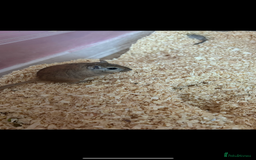 Gerbil rodents for sale: 2 gerbils  - Image 4