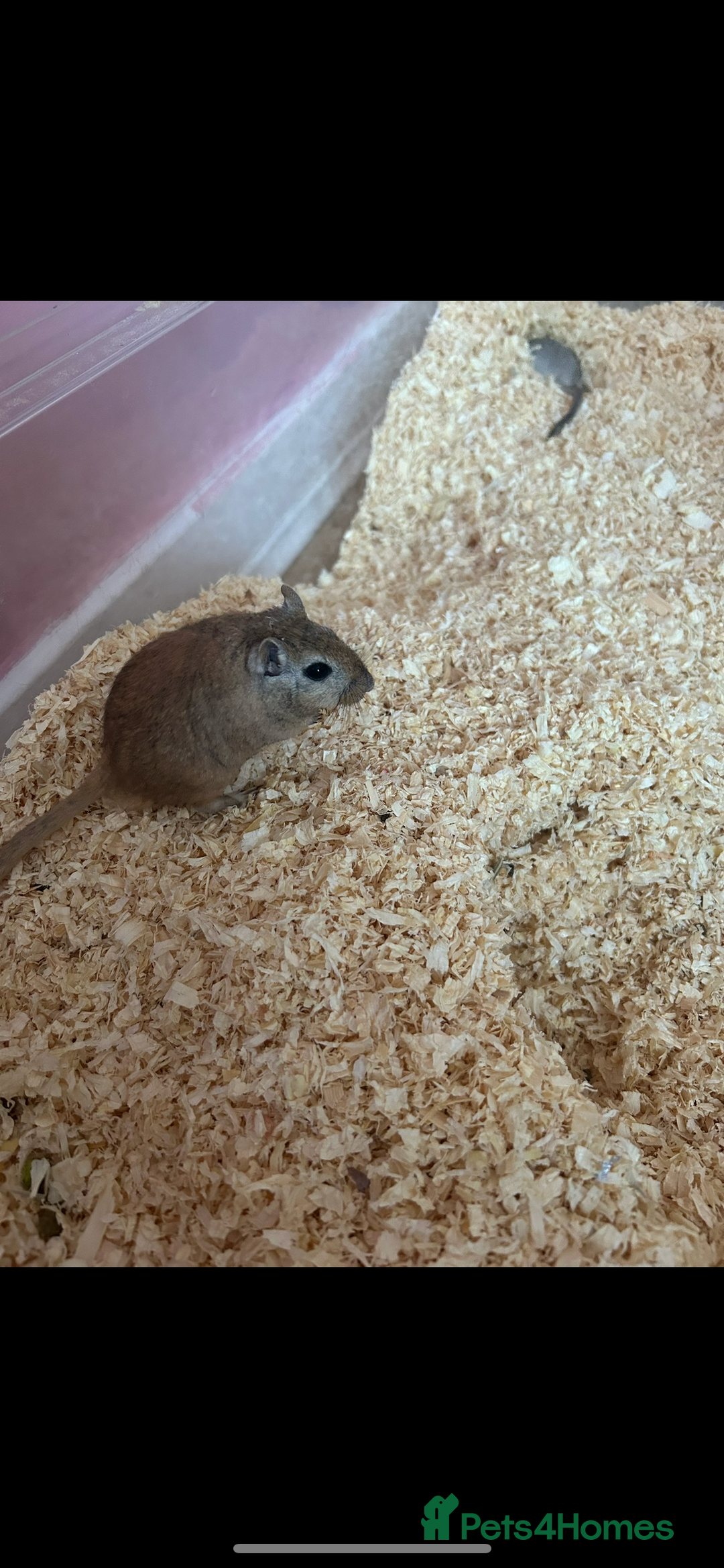 Gerbil rodents for sale: 2 gerbils  - Image 4