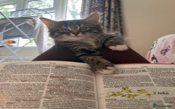 British Shorthair cats for sale: Brother & sister kittens  - Image 9