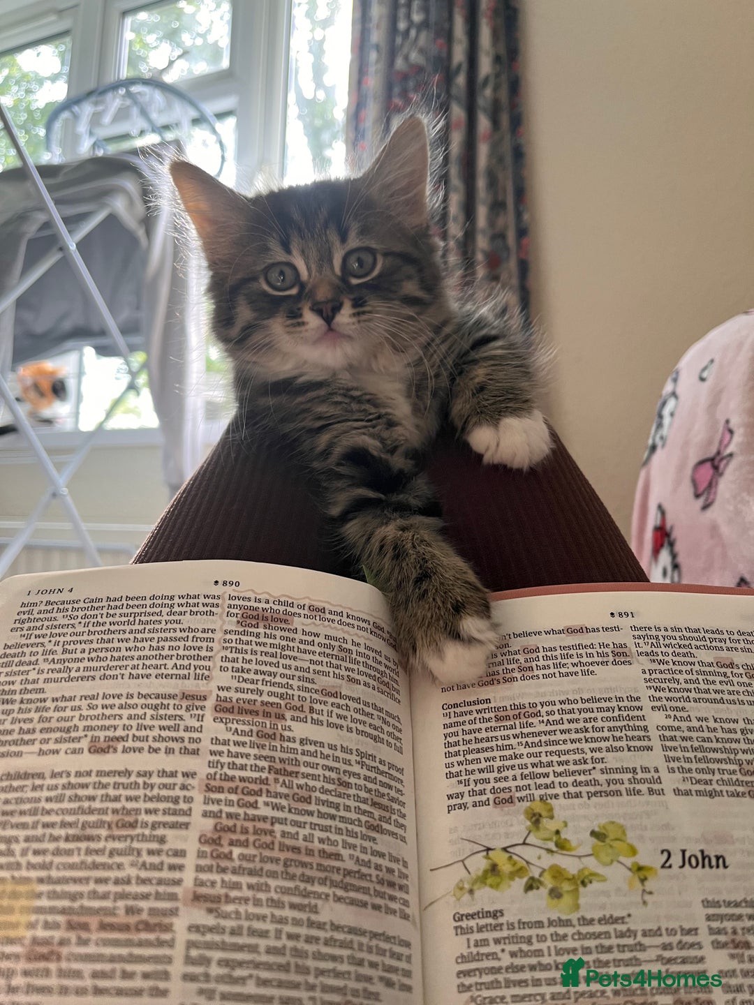 British Shorthair cats for sale: Brother & sister kittens  - Image 9