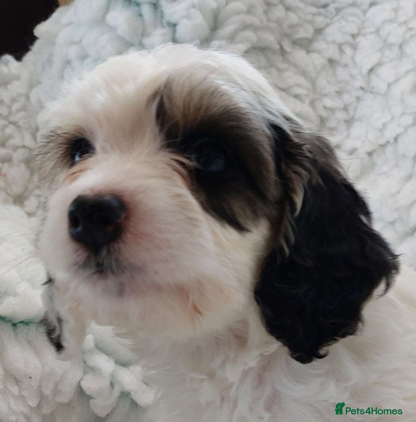 Cockapoo dogs 2 available Beautiful Cockapoos. Ready to visit  - Advert 9