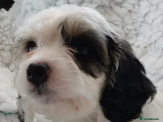 Cockapoo dogs 2 available Beautiful Cockapoos. Ready to visit - Advert 9