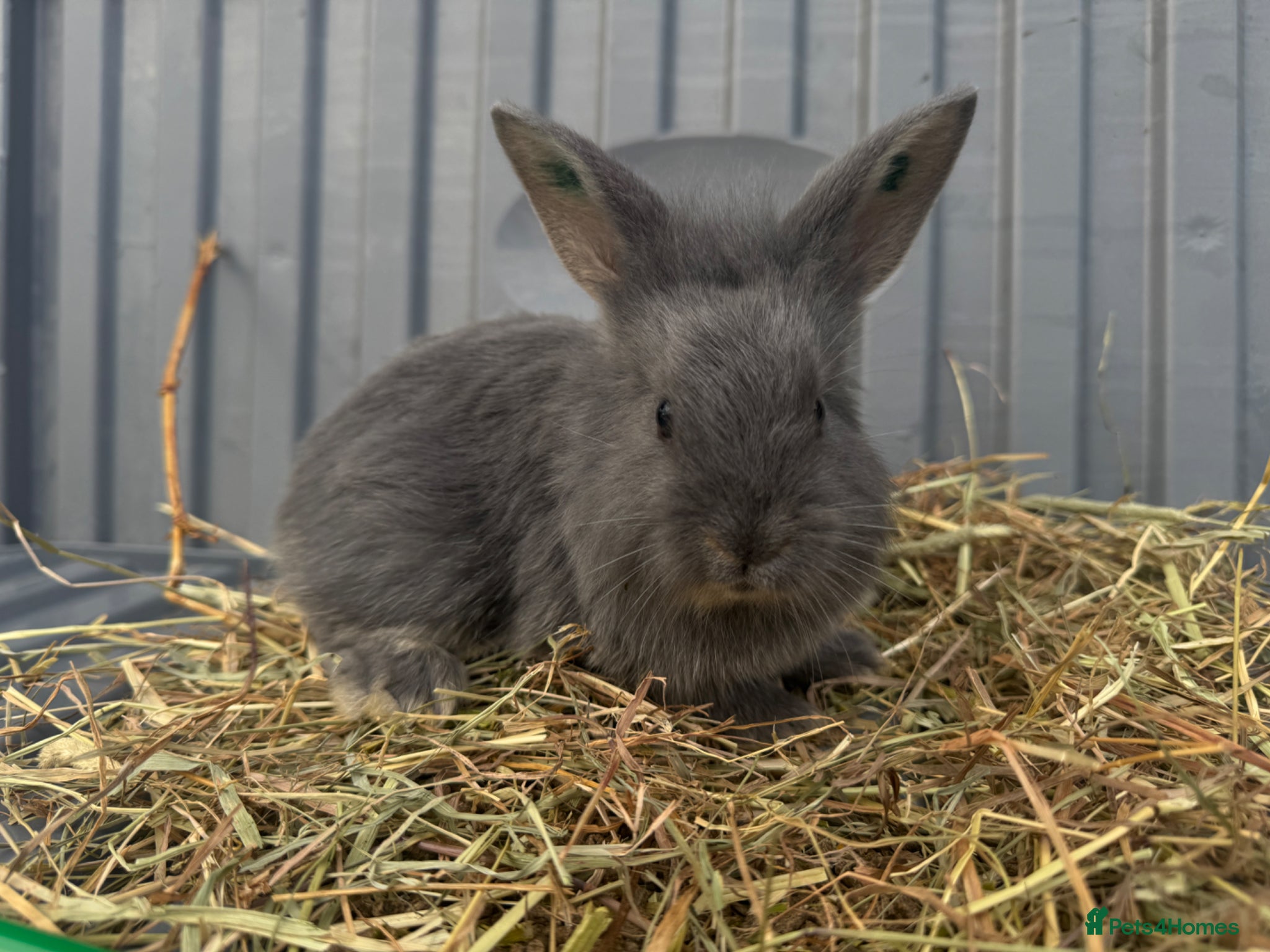 Mixed Breed rabbits Mini Rex x Lion Lop Babies - Advert 18