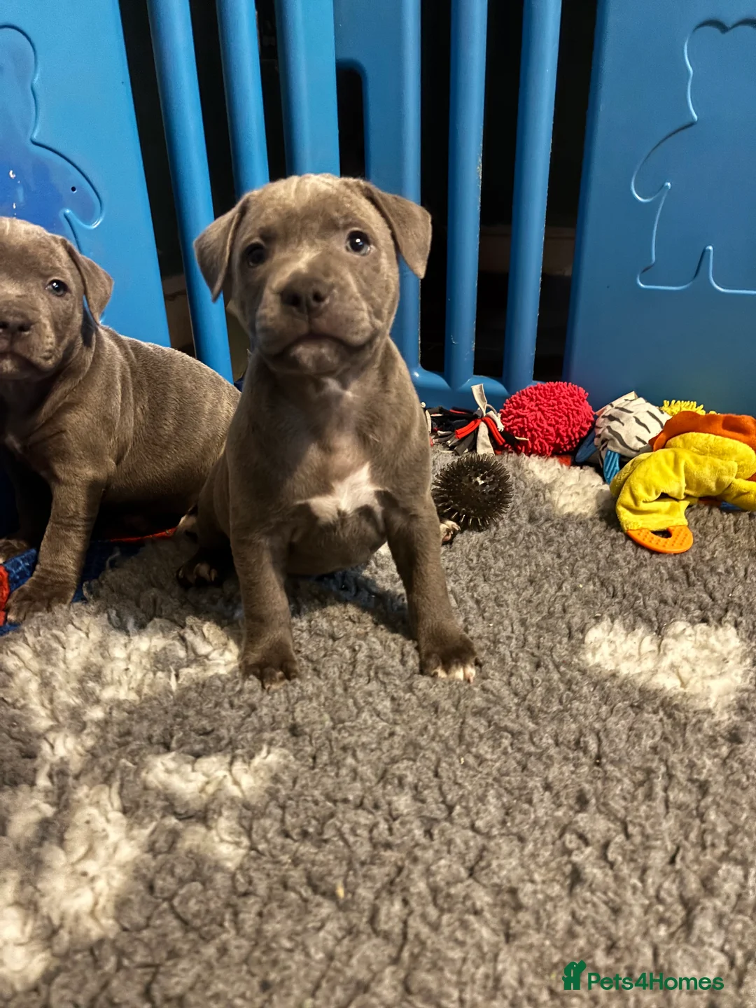 Staffordshire Bull Terrier dogs for sale: Beautiful Staffordshire Bull Terrier Puppies - Advert 1