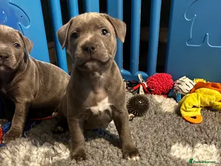 Staffordshire Bull Terrier dogs Beautiful Staffordshire Bull Terrier Puppies - Advert 2