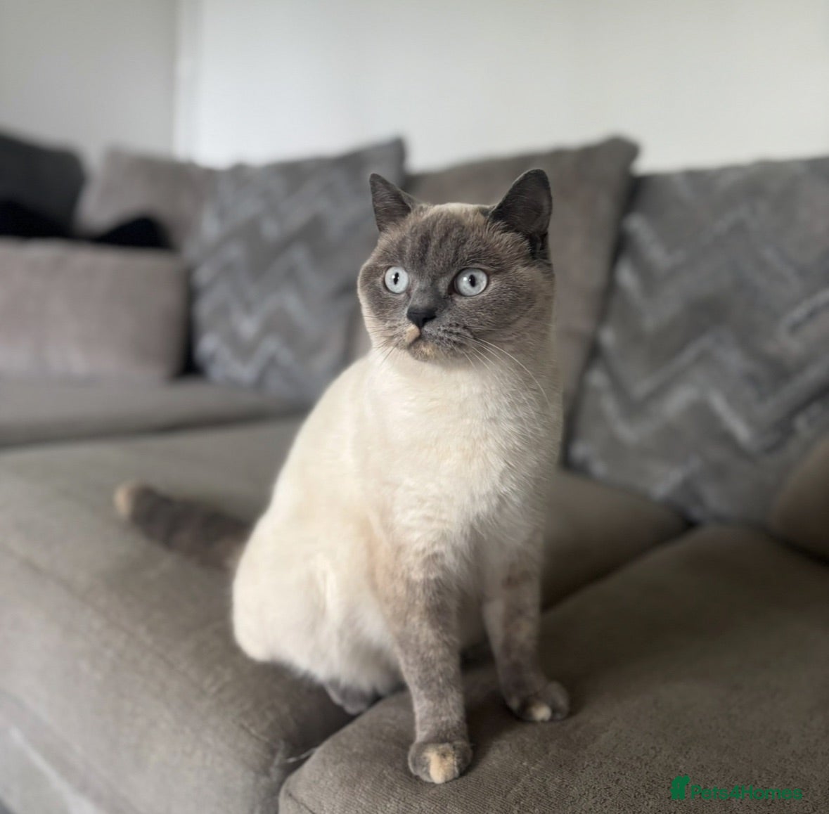 British Shorthair cats British short hair  - Advert 1