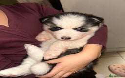 Siberian Husky dogs for sale: Siberian husky puppies  - Image 4