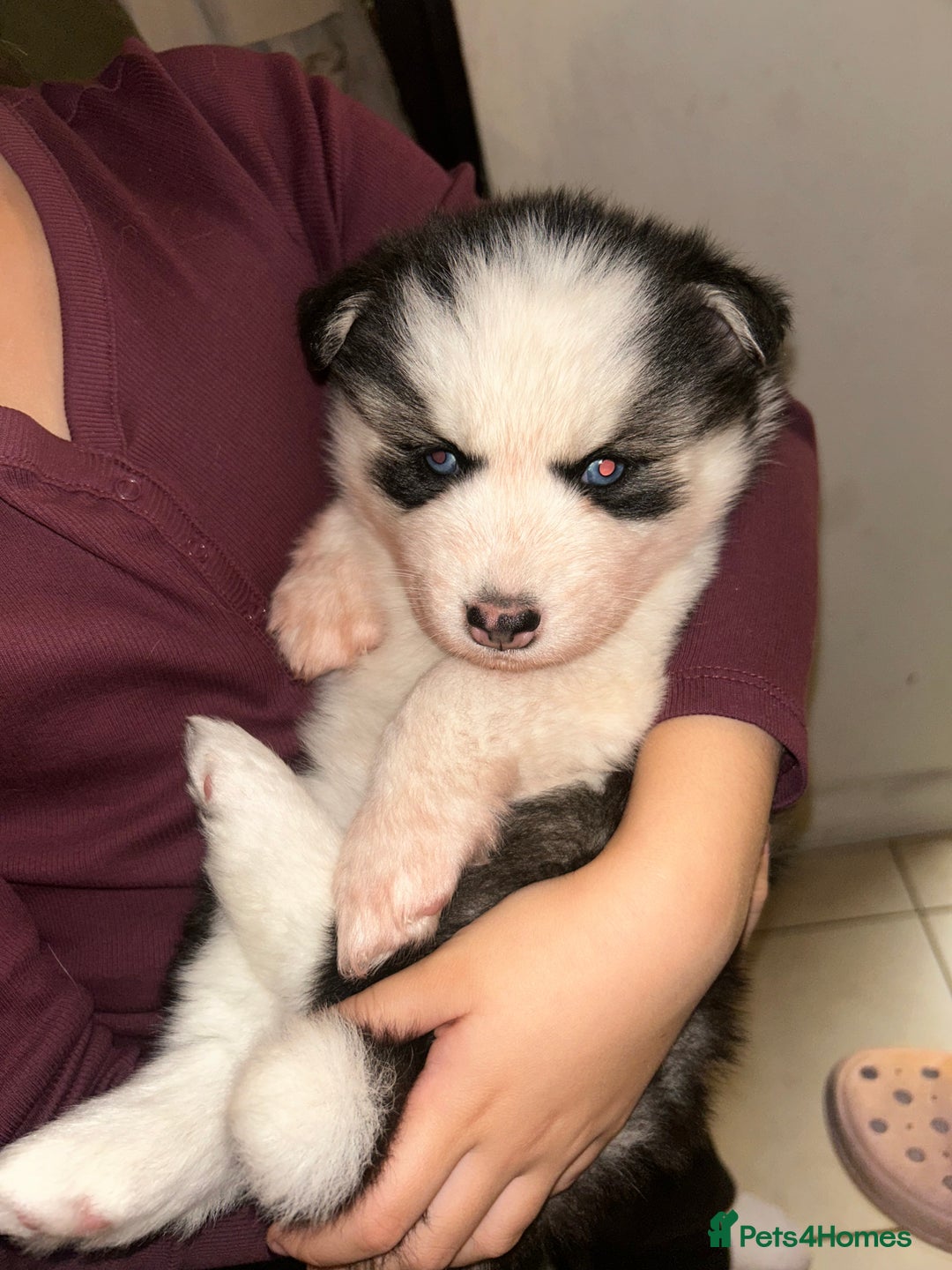 Siberian Husky dogs for sale: Siberian husky puppies  - Image 4