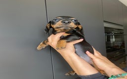 Dachshund dogs for sale: Miniature dachshund puppies - Image 12