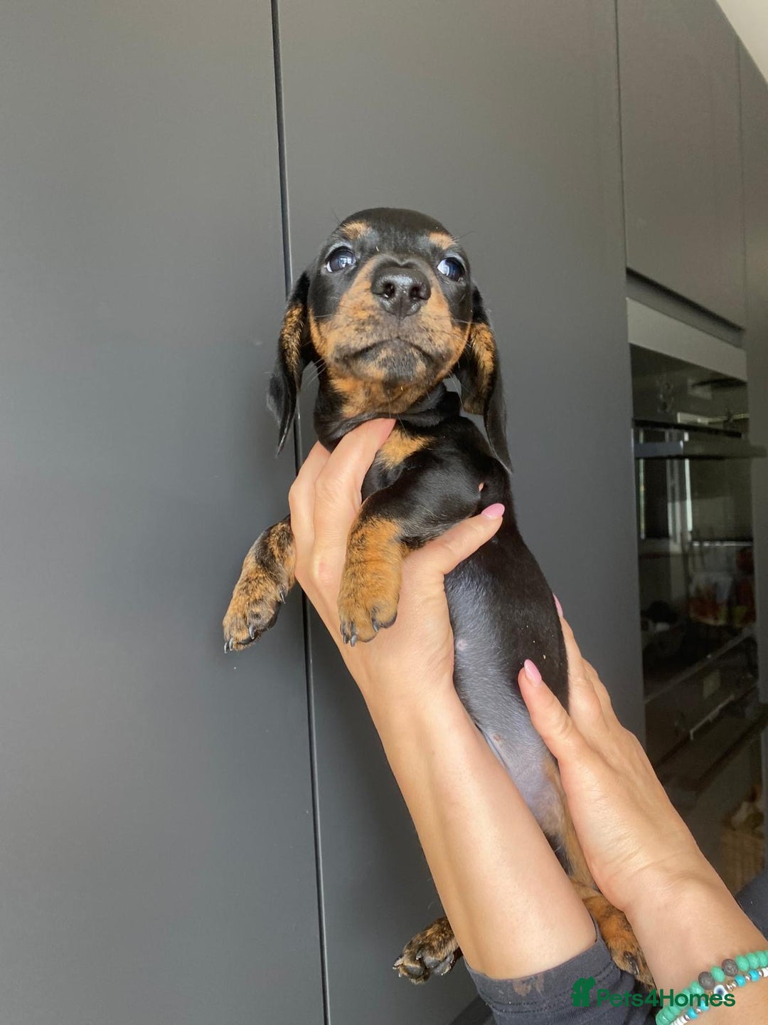 Dachshund dogs for sale: Miniature dachshund puppies - Image 12