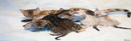 Bengal cats for sale: TICA Registered Brown & Snow Lynx Bengal Kittens - Advert 2