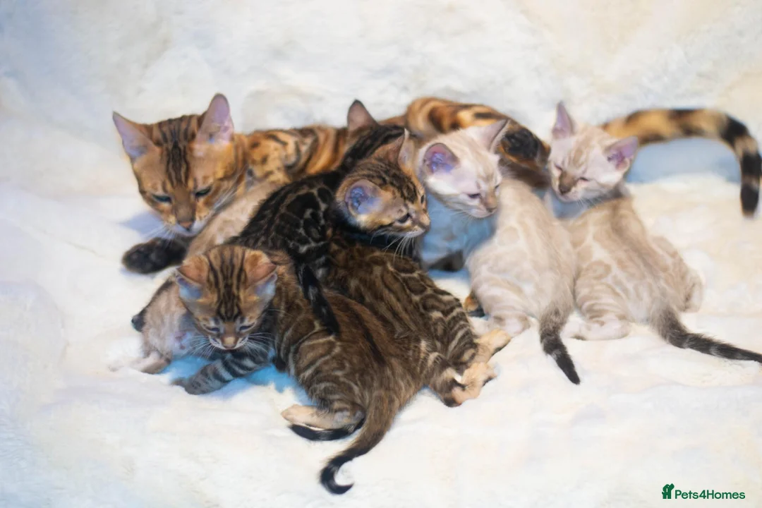 Bengal cats for sale: TICA Registered Brown & Snow Lynx Bengal Kittens - Advert 2