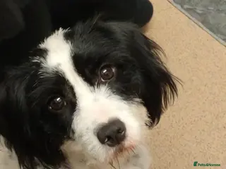 Mixed Breed dogs Spaniel cross - Advert 1