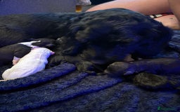 Sproodle dogs for sale: F2 Sproodle Puppies - Image 12