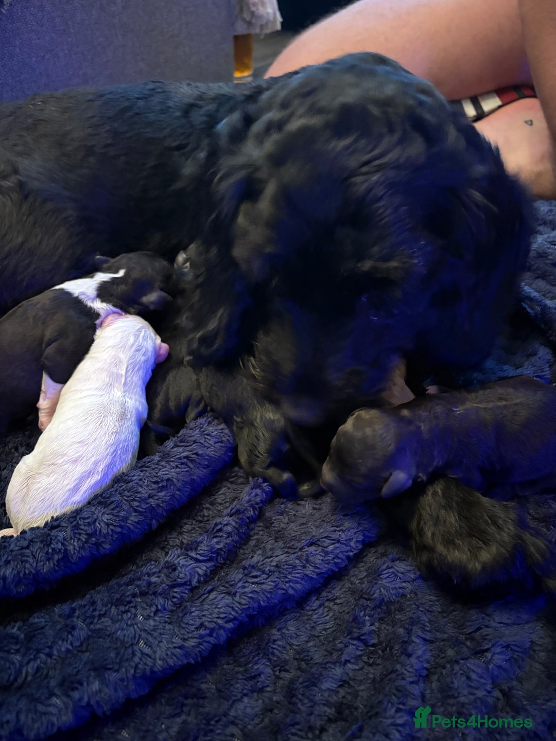 Sproodle dogs for sale: F2 Sproodle Puppies - Image 12