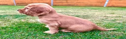 Cocker Spaniel dogs for sale: KC Registered Show Cockerspaniel Babies 🐾🐾🐾 - Advert 10