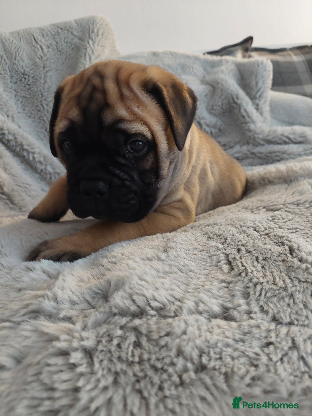 Bullmastiff dogs for sale: K.c registered Bullmastiff puppies  - Image 16