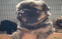 Mixed Breed dogs for sale: Stunning Rare Shihpoo Poms  - Image 6